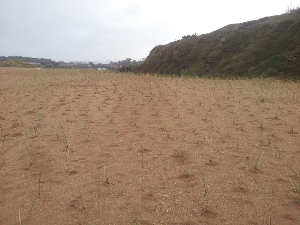 Plantación de refuerzo en las dunas de Somo y Loredo (Durante las obras)