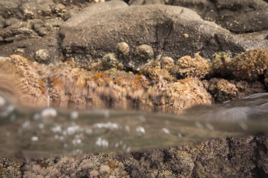 0m. Justo por encima del cinturón de algas del mediolitoral, se pueden observar varios ejemplares de lapas pertenecientes a la especie Patella rustica.
