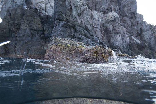 La Punta de la Ermita es la parte más occidental de la Isla del Congreso y, por tanto, de las Islas Chafarinas.
0m. Justo por encima de las algas mediolitorales, se observa el cinturón del cirrípedo (Chthamallus stellatus).