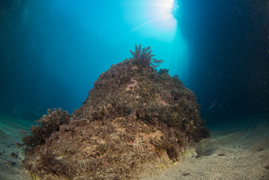 –8m. El alga roja Asparagopsis taxiformis crece en la parte superior de un gran bloque rocoso situado en la parte central del Tajo.