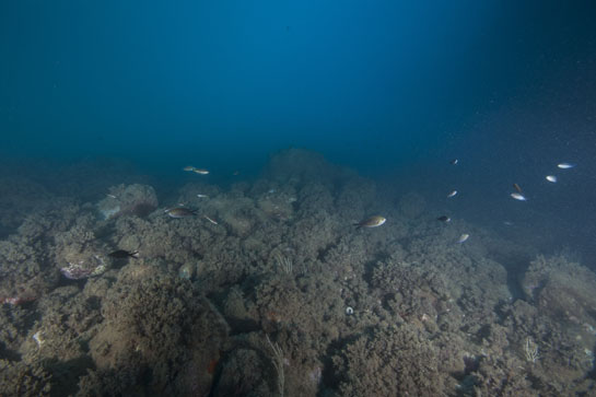 –8m. Sobre los bloques de piedra, cubiertos mayoritariamente por el alga parda Halopteris scoparia, nadan un grupo de castañuelas (Chromis chromis).