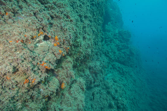 –9m. Exceptuando algunas manchas naranjas de las colonias de Astroides calycularis , la pared sigue descendiendo con un monótono color pardo debido a las algas. En la parte inferior izquierda se puede ver un ejemplar del molusco bivalvo Arca noae, cubierto por una esponja roja.