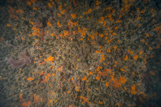 –9m. En la parte izquierda de la imagen,un ejemplar del alga invasora del género Asparagopsis.