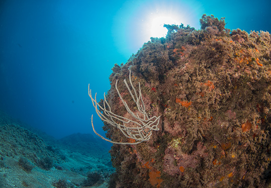–9m. Algas y esponjas rojas junto a un ejemplar de la gorgonia Eunicella singularis se desarrollan aprovechando la umbría que le proporciona el gran bloque de piedra.