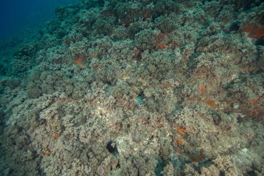 –10m. Las primeras gorgonias de la especie Eunicella singularis aparecen a esta profundidad.