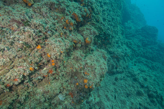 –10m. La inclinación del sustrato y el aumento de la profundidad permite la presencia del alga verde de ambientes umbríos, Flabellia petiolata.