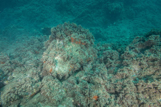 –11m. A esta profundidad la pared vertical da paso a un fondo menos inclinado, formado por bloques de piedra de diferentes tamaños, cubiertos principalmente por el alga parda Halopteris scoparia.