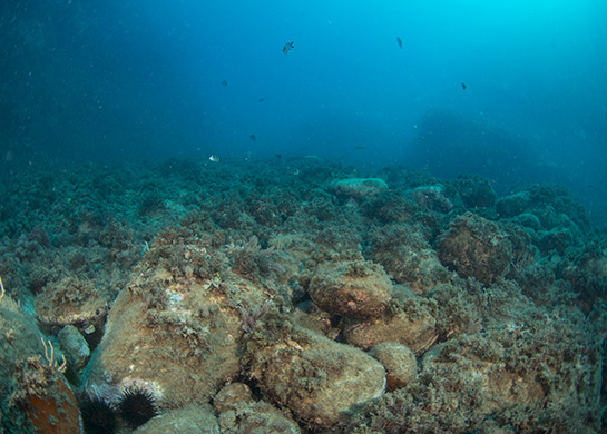 –11 m. El fondo, conforme nos aproximamos al exterior del tajo, se compone de pequeños bloques de piedra cubiertos por diferentes especies de algas e invertebrados.