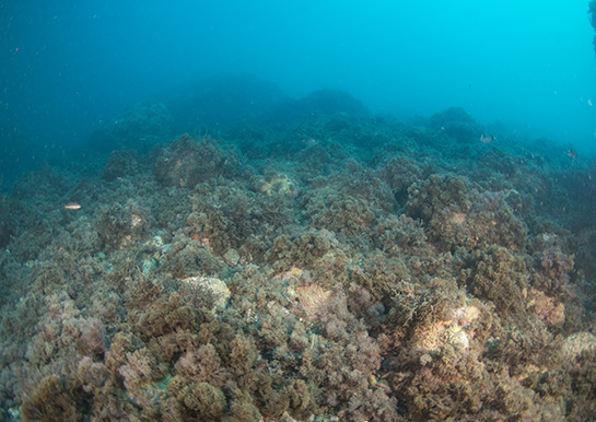 –13m. El alga parda Halopteris scoparia predomina a esta profundidad en el Tajo.