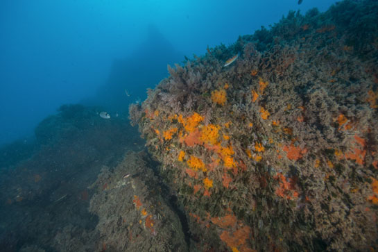 –14m. Las especies de hábitats umbríos como Astroides calycularis, esponjas rojas o el alga verde (Flabellia petiolata), aprovechan este extraplomo para desarrollarse.
