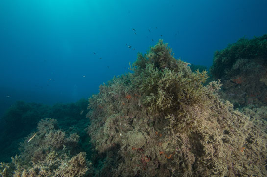 –12m. El alga parda Dictyoteris polypoides, ta nabundante en este transecto, puede alcanzar una altura de unos 40 cm.