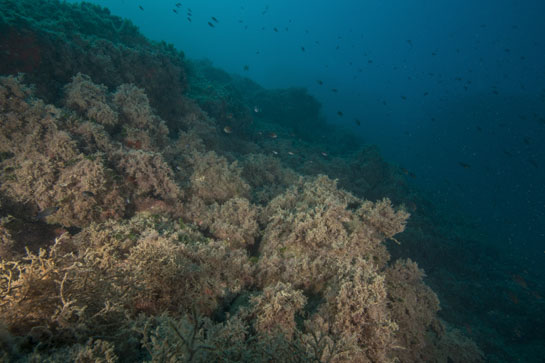 –15m. Algas pardas y castañuelas predominan a esta profundidad.