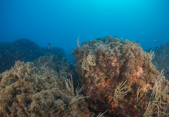 –15m. El aumento de la profundidad facilita a las gorgonias competir por el sustrato con las algas pardas.