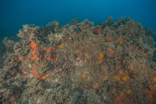 –17m. El pequeño extraplomo sirve de asentamiento a diferentes especies de esponjas rojas, coral naranja y el alga verde de ambientes umbríos Flabellia petiolata.