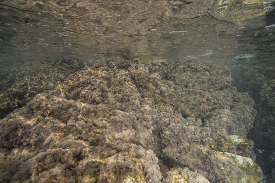 0m. El alga Haliptilon virgatum cubre, prácticamente, todo el fondo a esta profundidad.