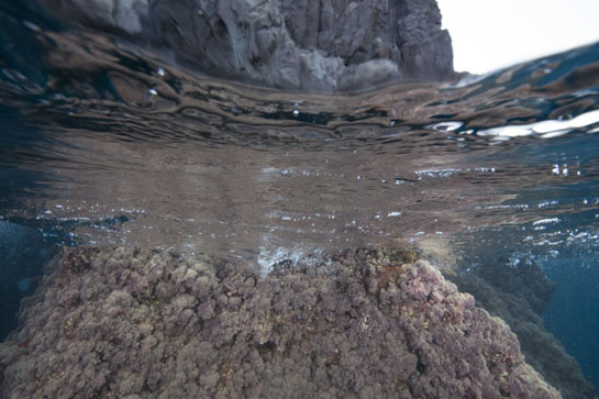 0m. Diferentes especies de algas rojas dominan el mediolitoral inferior y la parte superior del piso infralitoral.