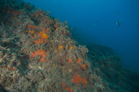 –18m. El coral anaranjado (Astroides calycularis) y las esponjas rojas dan colorido al fondo, a esta profundidad.