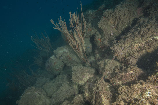 –18m. A esta profundidad aparecen los primeros ejemplares de Ellisella paraplexauroides. Se puede apreciar como disminuye la densidad del “bosque” de algas pardas.