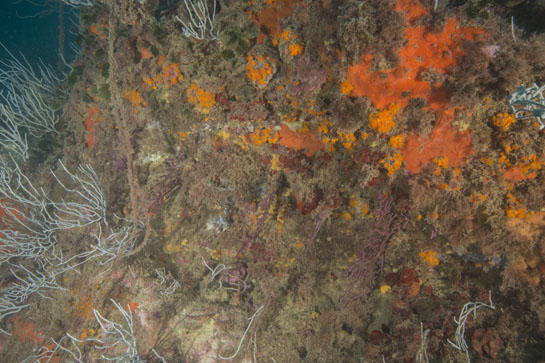 –19m. Aparecen los primeros ejemplares de la gorgonia (Paramuricea clavata). En la parte izquierda de la imagen se ven fragmentos de sedales de pesca abandonados.
