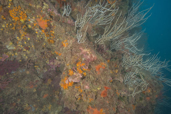 –20m. Aparte del coral anaranjado (Astroides calycularis), se puede ver en la parte izquierda de la fotografía varios ejemplares de un coral solitario de color más amarillento (Leptosammia pruvoti).