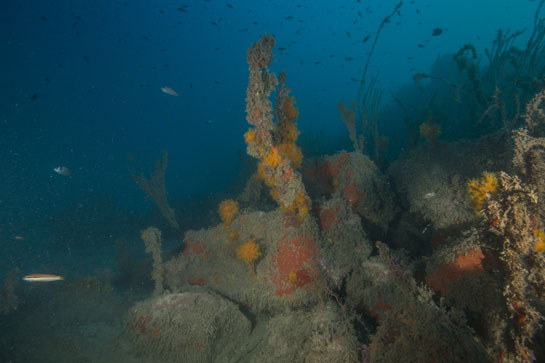 –22m. El coral naranja (Astroides calycularis) aprovecha las colonias muertas de Ellisella paraplexauorides para asentarse.