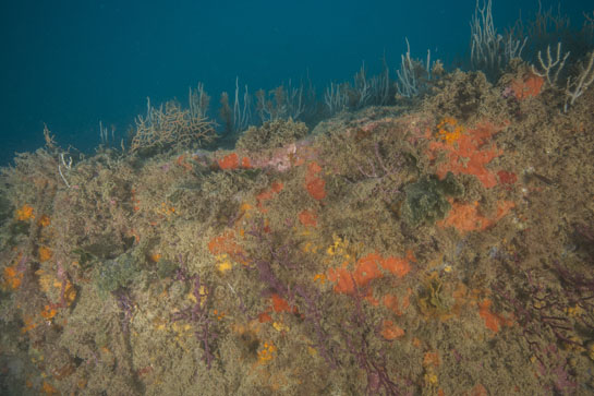 –23 m. Esponjas de distintos colores, gorgonias, algas verdes y briozoos llenan de colorido esta pared.