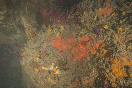 –25m. De color anaranjado y con los pólipos blancos, se observa, una colonia del coral (Dedrophyllia ramea).