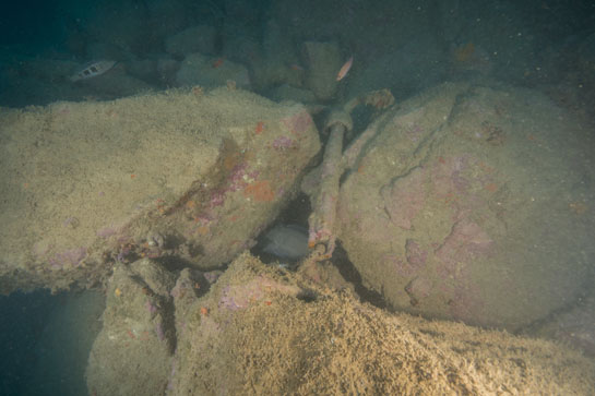 –27m. Un Serranus atricauda y un tres colas (Anthias anthias) nadan cerca de un anclote. Debajo de éste se puede ver parte del cuerpo de un congrio (Conger conger) de gran tamaño.