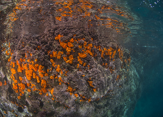 0m. En la imagen se aprecia como predominan el alga roja Corallina elongata y el coral naranja Astroides calycularis.