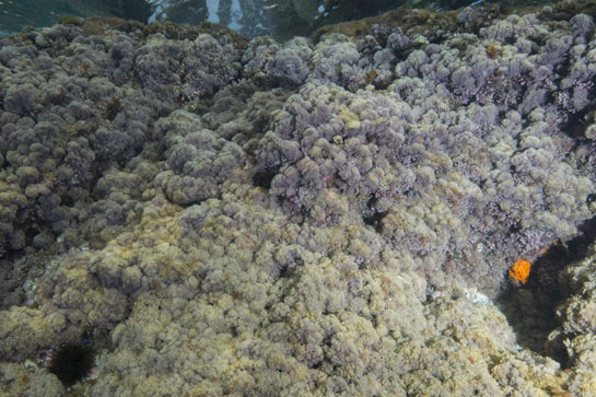 0m. Una colonia del coral naranja (Astroides calycularis) aprovecha la umbría de una oquedad para desarrollarse.