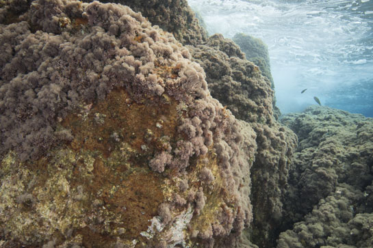 –1m. Entre las algas rojas se pueden observar varios ejemplares del cirrípedo Balanus perforatus.