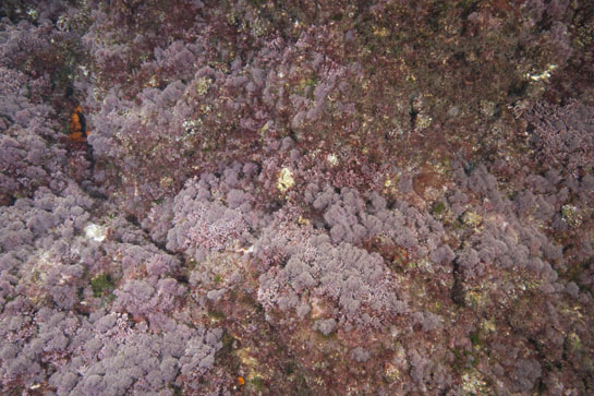 –1m.  Alguna colonia del coral anaranjado (Astroides calycularis) aparece a esta profundidad entre diferentes especies de algas rojas.