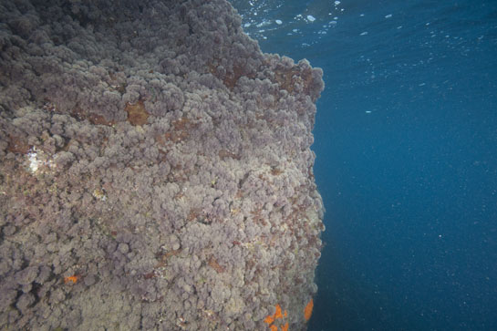 –1m. El alga roja Haliptilon virgatum predomina a esta profundidad.