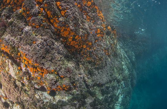 –1m. La umbría, debido a la orientación y a la altura de las paredes del Tajo, favorece la presencia del coral naranja, el cual compite por el sustrato con las algas rojas.
