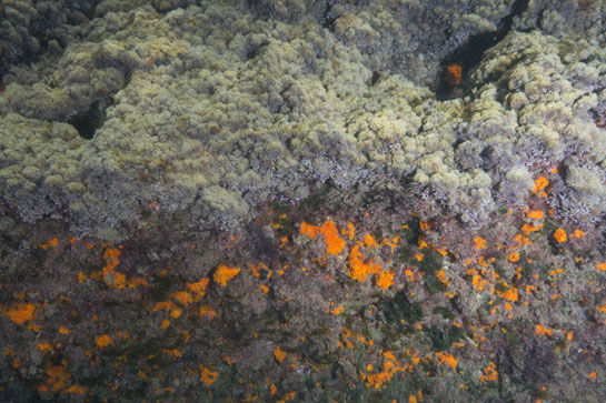 – 1m.  En esta fotografía se aprecia, perfectamente, el corte que se produce en la comunidad de Haliptilon virgatum, alga roja que se desarrolla entre 0 y 2 m. de profundidad, debido a la disminución de la luz por el aumento de la inclinación del sustrato.
