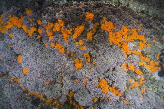–1m.  La umbría, debido a la orientación y a la altura de las paredes del Tajo del Halcón, favorece la presencia del coral naranja, el cual compite por el sustrato con las algas rojas.