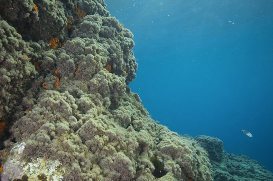 –2m. Las colonias del coral naranja (Astroides calycularis) aprovechan los ambientes umbríos de las grietas y extraplomos para asentarse.