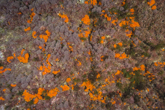 –2m. La verticalidad de la pared favorece el crecimiento de especies de ambiente umbríos como el alga verde Flabellia petiolata y el coral naranja (Astroides calycularis). 