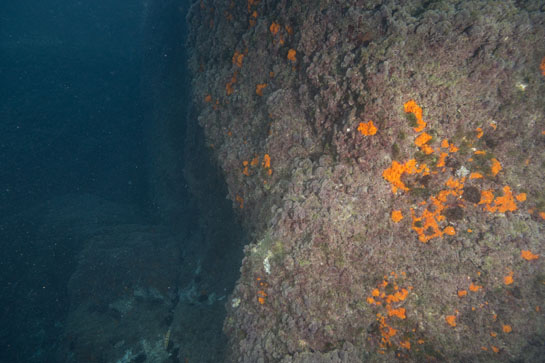 –2m. El coral naranja (Astroides calycularis) aprovecha las zonas más umbrías para asentarse.