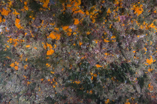 – 2m. Diferentes especies de ambientes umbríos predominan en esta pequeña pared vertical, especialmente algas rojas, el alga verde Flabellia petiolata y el coral naranja (Astroides calycularis). 