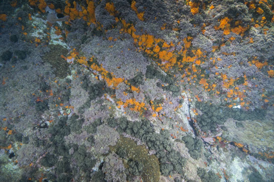 –2m. Con el aumento de la profundidad aparecen los primeros ejemplares del alga parda Halopteris scoparia. En la parte inferior central se distingue, por su color verde debido a la presencia de zooxantelas, una colonia del coral Oculina patagonica.