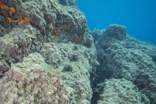 –3m. Dos fredis (Thalassoma pavo) nadan sobre un fondo de algas rojas y coral naranja.