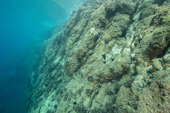 –3m. En los pequeños extraplomos se aprecian algunas colonias de coral anaranjado (Astroides calycularis). En primer plano se pueden ver varias castañuelas (Chromis chromis).