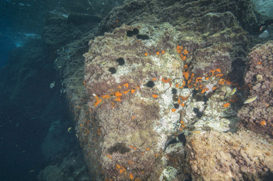 –3m. El ramoneo de los erizos comunes (Paracentrotus lividus) deja grandes claros entre el alga Haliptilon virgatum. En la parte inferior también se desarrollan algunos ejemplares del alga parda Halopteris scoparia.