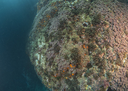 –3m. Las algas pardas y rojas desplazan al coral naranja a las grietas y extraplomos.