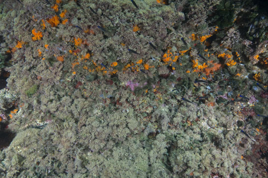 – 3m. La disminución de la inclinación del sustrato, en la parte inferior de la imagen, limita el crecimiento del coral naranja (Astroides calycularis) a las grietas y oquedades. En primer plano se pueden ver varias castañuelas (Chromis chromis).