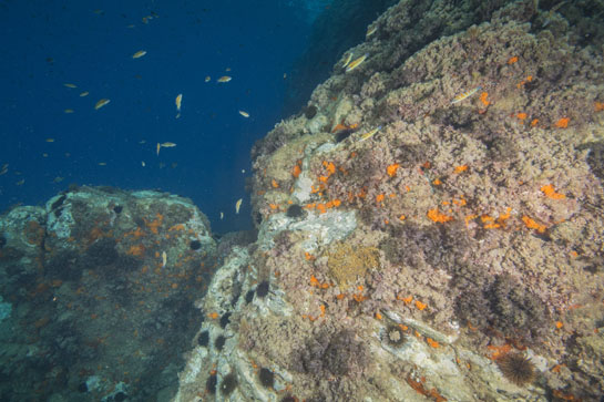–4m. Aparte del coral naranja (Astroides calycularis), en la parte central de la imagen, aparece una colonia de otro madreporario, Oculina patagónica. Su color pardo verdoso se debe a la presencia de zooxantelas simbiontes.