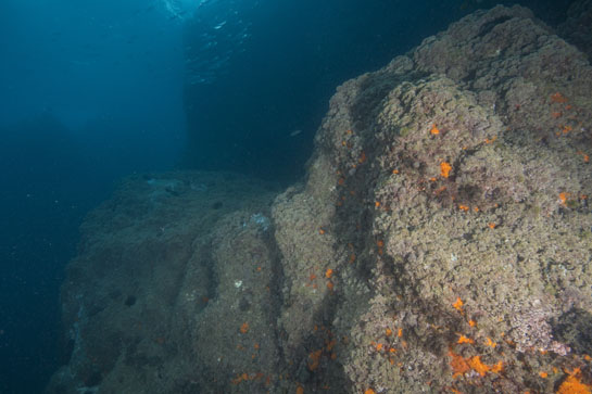 –4m. La pared rocosa cae formando grandes escalones. En la imagen se pueden ver varios ejemplares del alga parda (Halopteris scoparia).