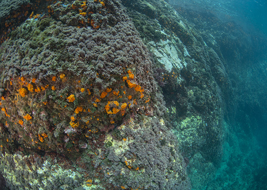 –4m. La presencia de un extraplomo, permite el asentamiento de algas rojas del género Peyssonnelia, junto al coral naranja, Astroides calycularis, y el alga verde, Flabellia petiolata.