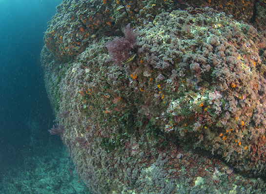 –5m. Un fredi o pez verde, Thalassoma pavo, nada por delante de un ejemplar del alga roja invasora Asparagopsis taxiformis.